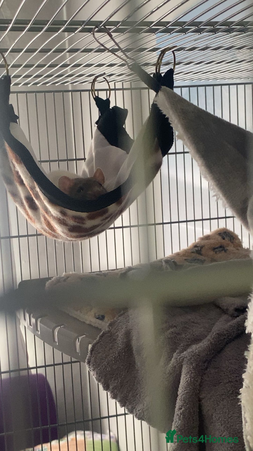 Rat rodents for sale: Solo Female Rat Rehoming - Advert 2