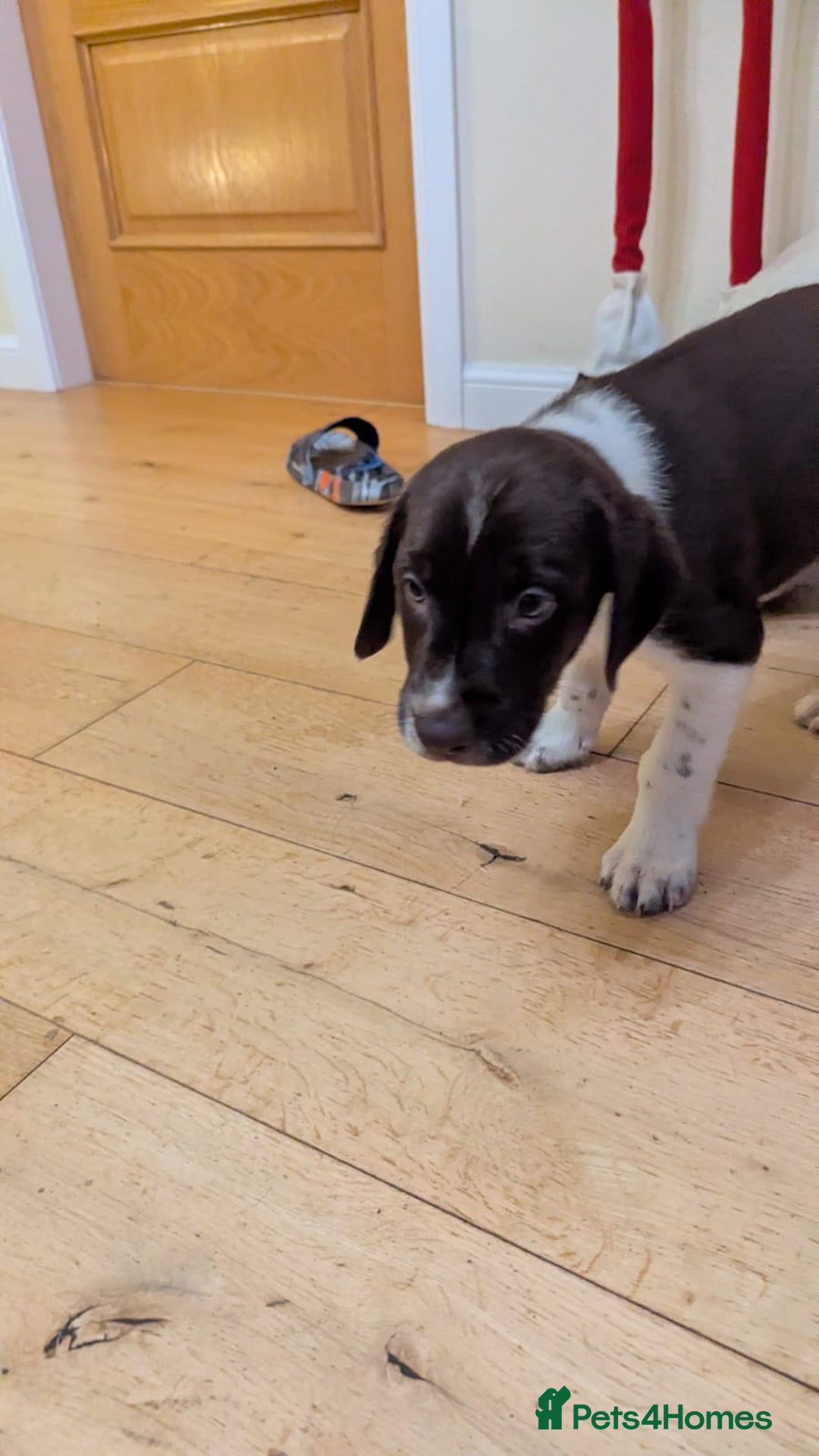 Mixed Breed dogs for sale: Sprollie pups for sale - Advert 7