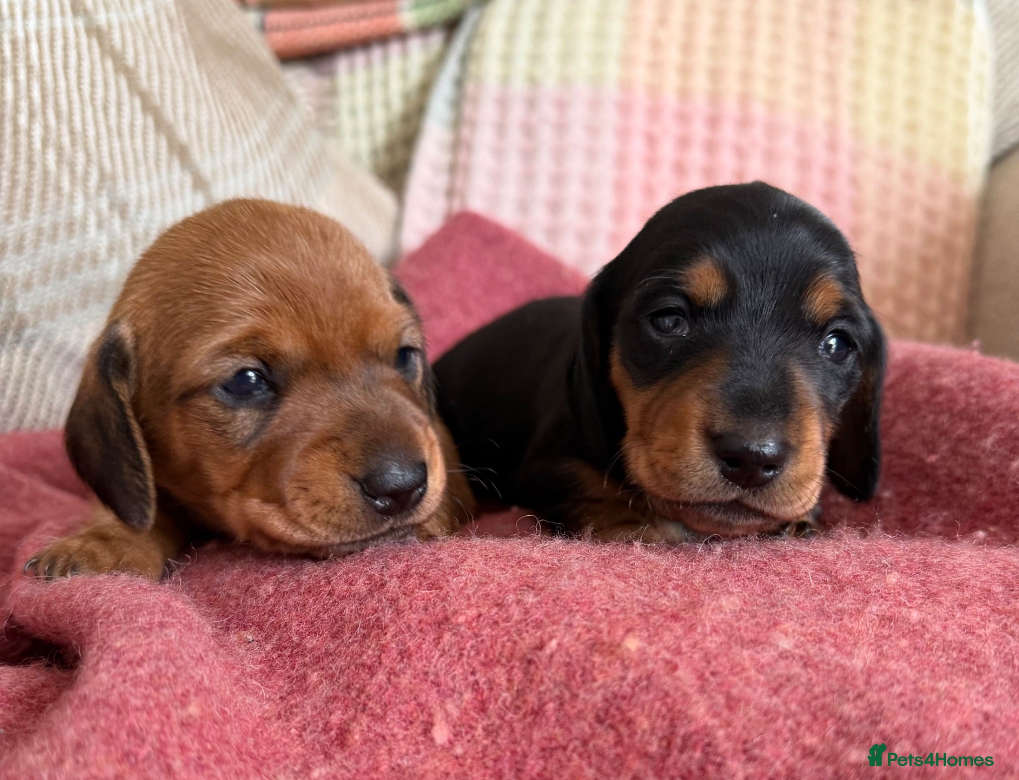 Miniature Dachshund dogs CHAMPION LINE KC REG & PRA CLEAR MINIS LOW COI - Advert 1