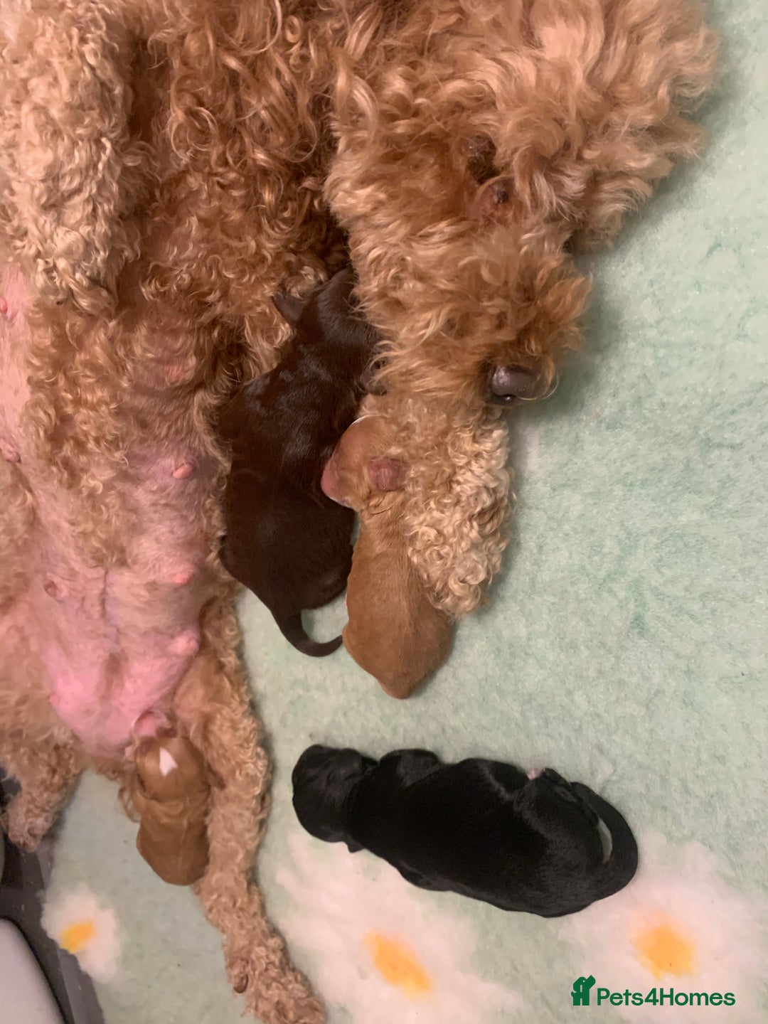 Cockapoo dogs for sale: Cockapoo F1b - Advert 12