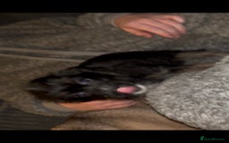 Mixed Breed dogs for sale: Very adorable Shih tzu for sale , 2 boys and 1girl - Advert 13