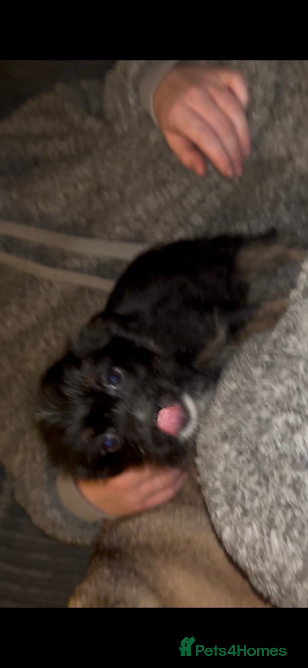 Mixed Breed dogs for sale: Very adorable Shih tzu for sale , 2 boys and 1girl - Advert 13