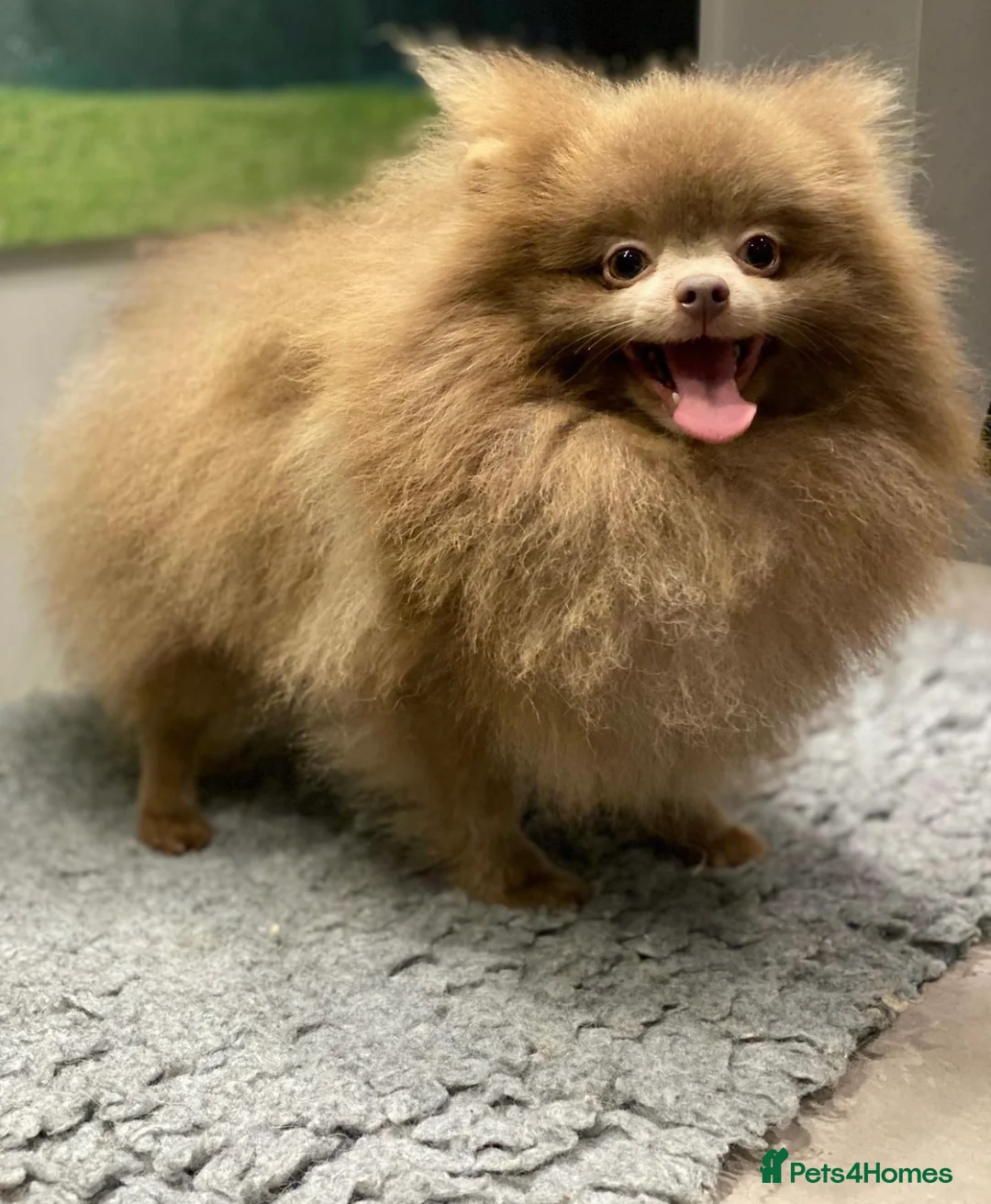 Pomeranian dogs for stud: 🏆 LOTS of champion lines, tiny teddy bear 🧸 in Leeds - Advert 12