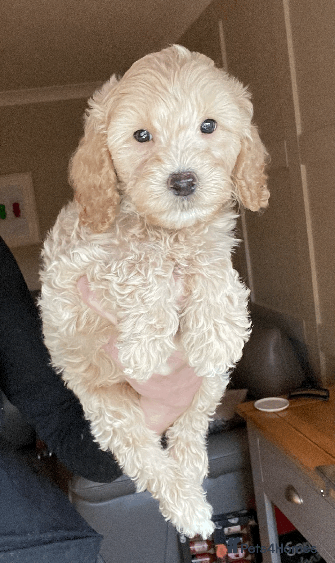 Cockapoo dogs for sale: F1b TOY COCKAPOO PUPS - DNA Health Tested!! - Advert 33