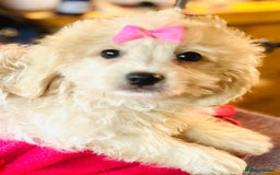 Cavapoo dogs for sale: 🩷F1b CREAM CAVAPOO GIRL~ ALL VACCINES INC. 🩷 - Image 4