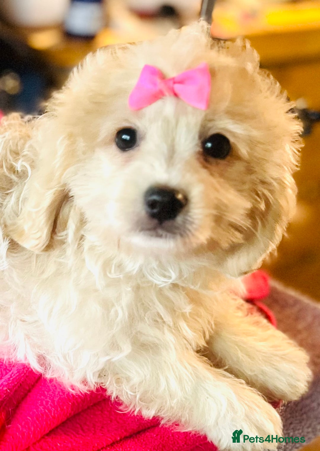 Cavapoo dogs for sale: 🩷F1b CREAM CAVAPOO GIRL~ ALL VACCINES INC. 🩷 - Image 4