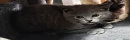 British Shorthair cats for sale: BRITISH SHORTHAIR KITTENS GCCF REGISTERED - Advert 12