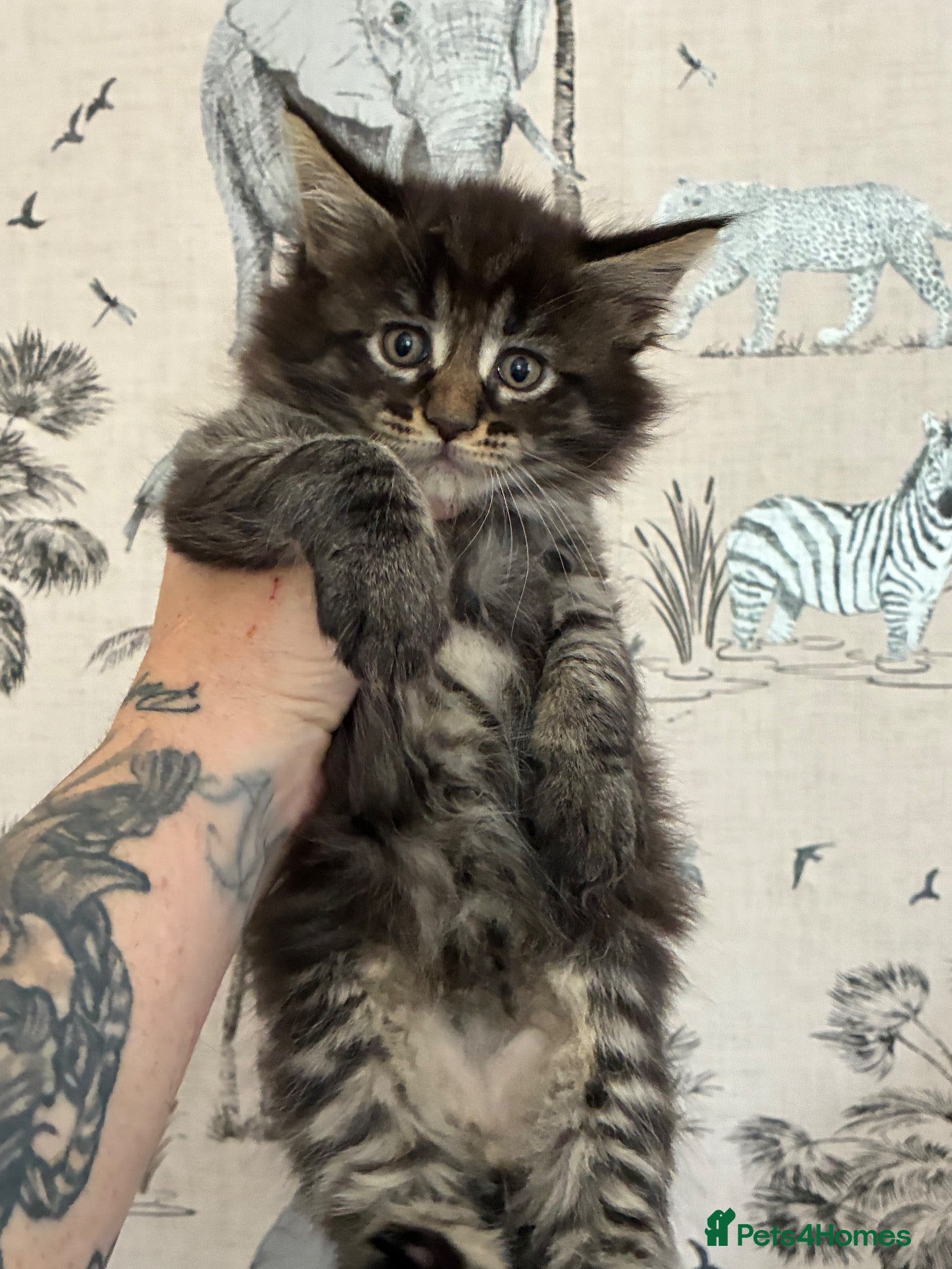 Maine Coon cats Maine coon baby’s  - Advert 1
