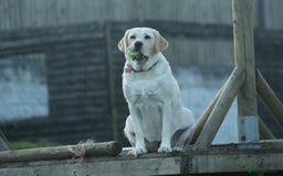 Mixed Breed dogs for sale: Beautiful F1 Labradoodle Puppies - Image 2