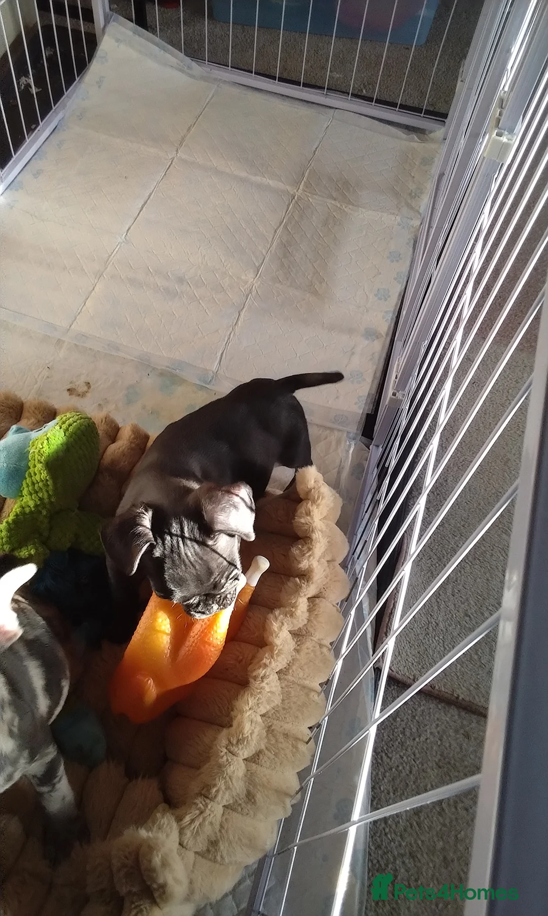 Frug dogs for sale: Frug  in Alton - Advert 5