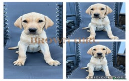 Labrador Retriever dogs for sale: Labrador Retrievers ** only 2 girls left ** - Image 5