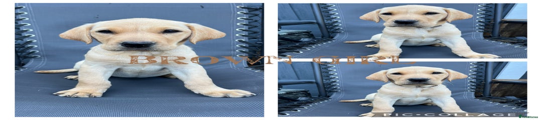Labrador Retriever Girl Brown Collar 