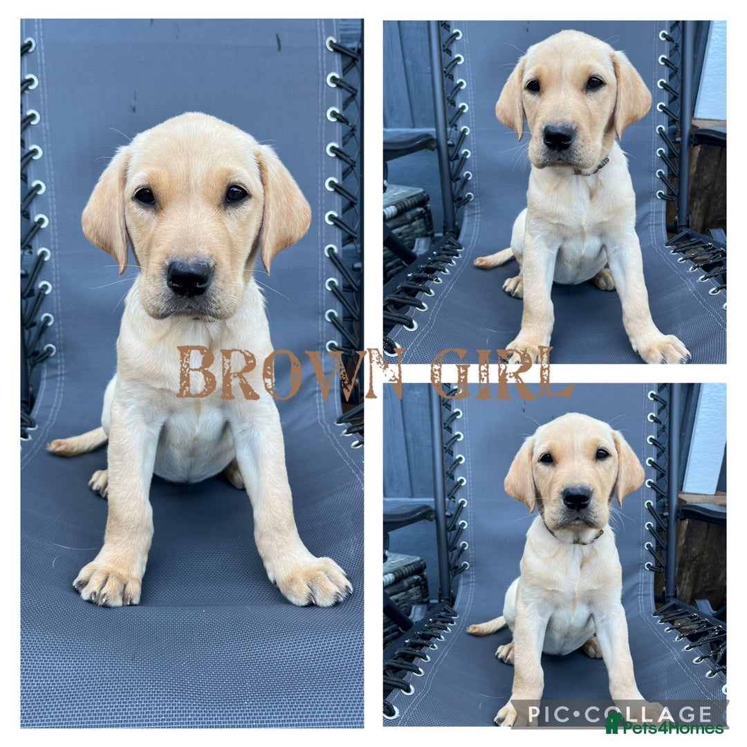 Labrador Retriever dogs for sale: Labrador Retrievers ** only 2 girls left ** - Image 5