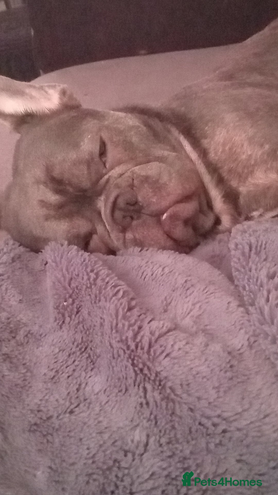 French Bulldog dogs for sale: Beautiful blue an green eyed frenchie puppies  - Image 13