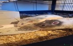 Rat rodents for sale: 3 Male Rats  - Image 1