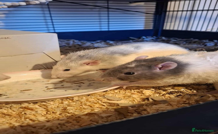 Rat rodents - Advert 2