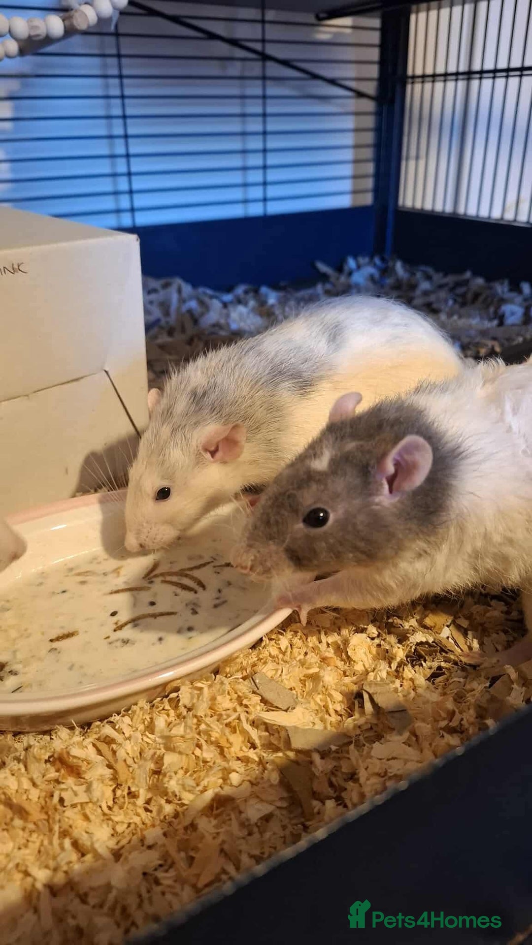 Rat rodents for sale: 3 Male Rats  - Image 1