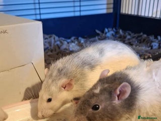 Rat rodents - Advert 23