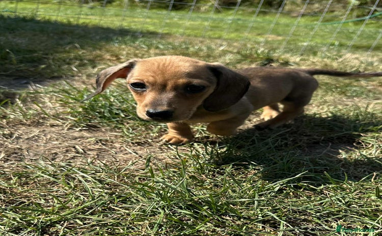 Miniature Dachshund dogs - Advert 12