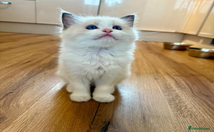 Ragdoll cats GCCF REGISTERED RAGDOLL KITTENS-1 boy available - Advert 10