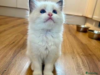 Ragdoll cats GCCF REGISTERED RAGDOLL KITTENS-1 boy available - Advert 2
