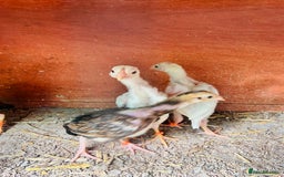 Chickens poultry for sale: Aseel shamo  chicks for sale  - Image 4