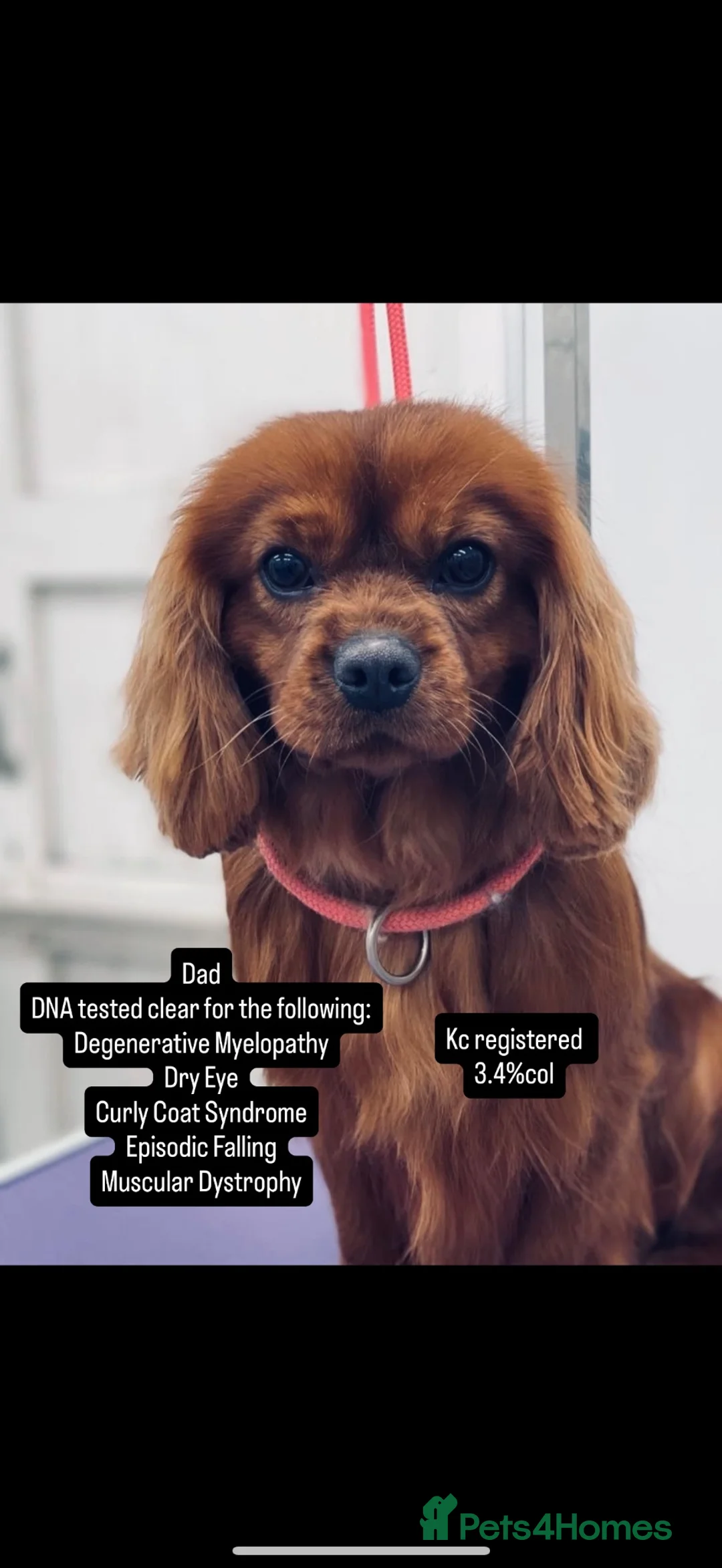 Mixed Breed dogs for sale: Miniature schnauzer cross King Charles cavalier  - Advert 9