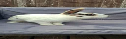 Mixed Breed rabbits for sale: Adult male rabbit - Advert 2