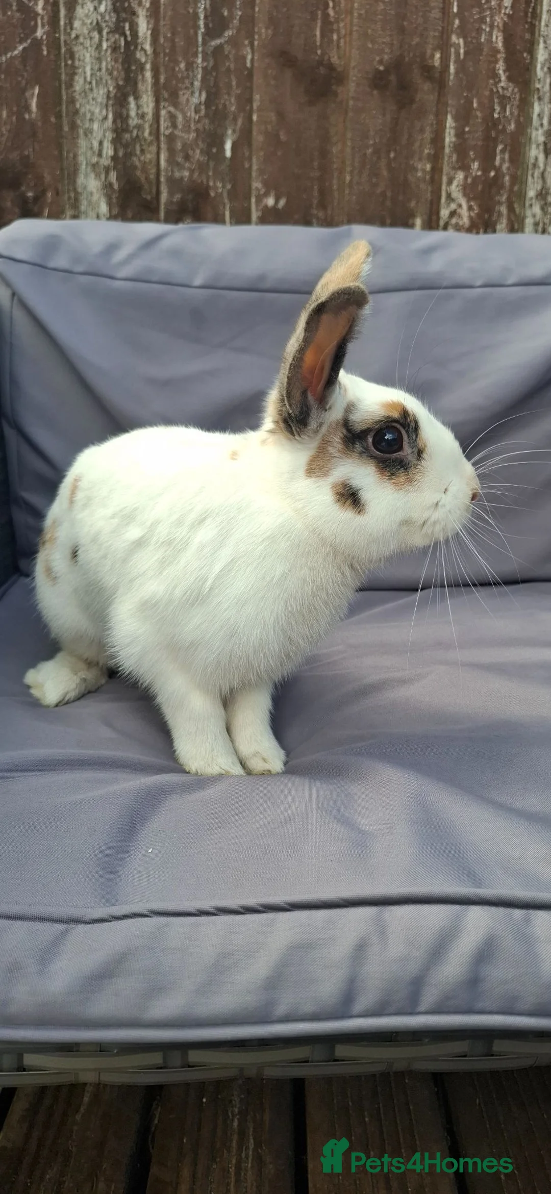 Mixed Breed rabbits for sale: Adult male rabbit - Advert 2