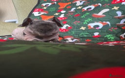 Guinea Pig rodents for sale: Male baby boy skinny pig guineapig  - Image 2