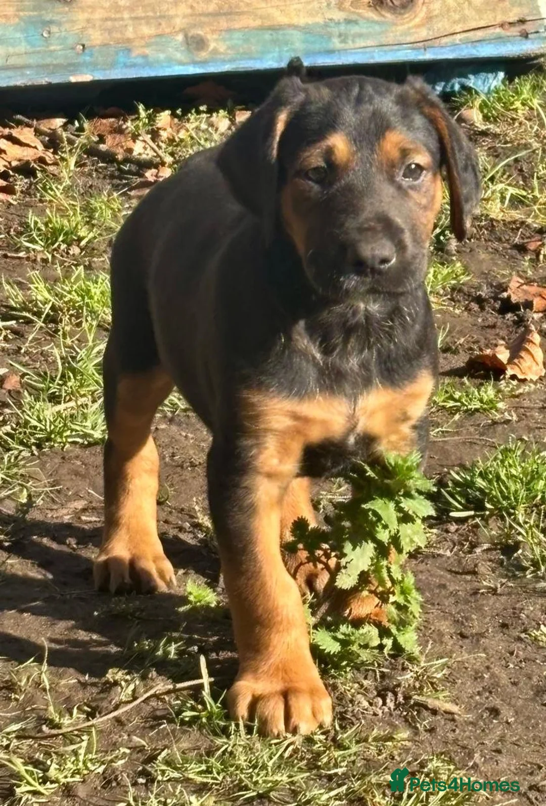 Mixed Breed dogs for sale: Lurcher x dobermen in Doncaster - Advert 33