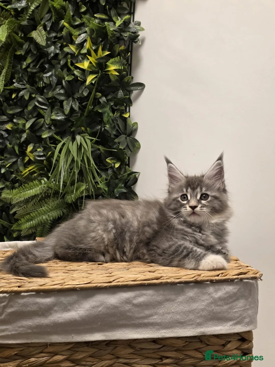 Maine Coon cats for sale: BEAUTIFUL MAINE COON KITTENS - Advert 13