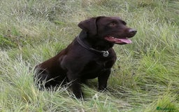Labrador Retriever dogs for sale: 3 beautiful labrador puppies - Image 8