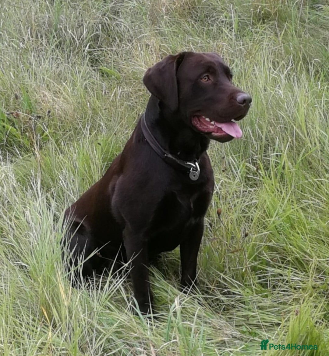 Labrador Retriever dogs for sale: 3 beautiful labrador puppies - Image 8