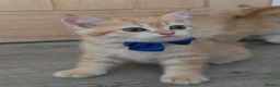 British Shorthair cats for sale: British Shorthair Golden Chinchilla Kittens - Advert 8