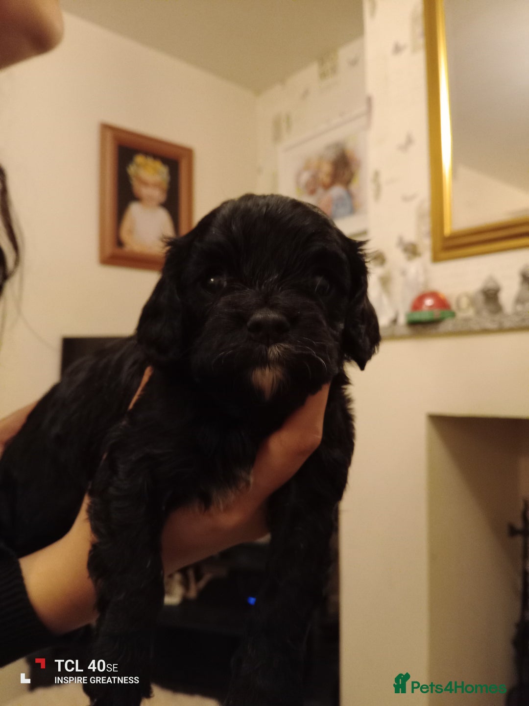 Cavapoo dogs for sale: A stunning litter of cavapoo beautiful costs  - Image 4