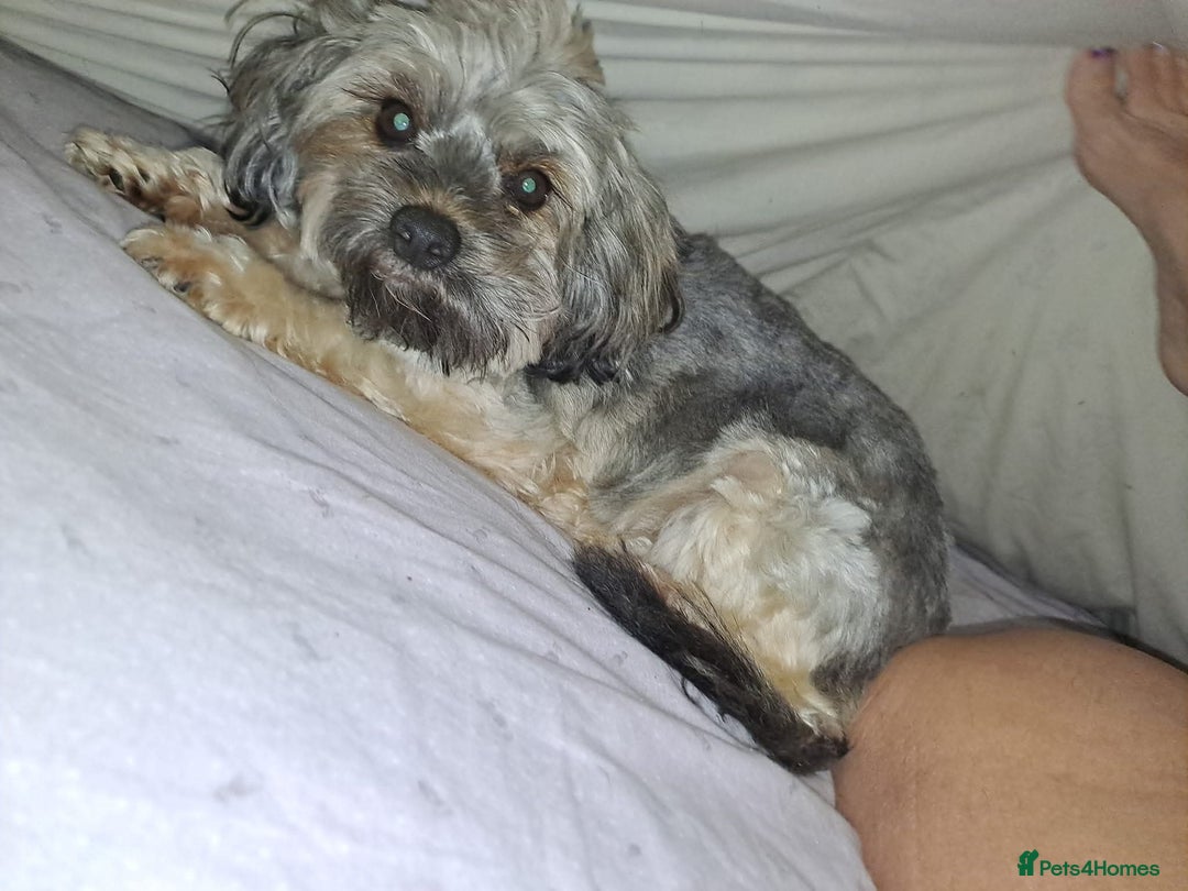 Morkie dogs for sale: Loveable Morkie - Advert 3