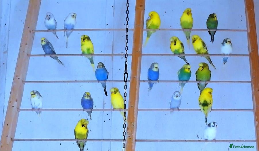 Budgerigars birds for sale: New Stock Budgies - Advert 1