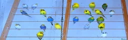 Budgerigars birds for sale: New Stock Budgies - Advert 1