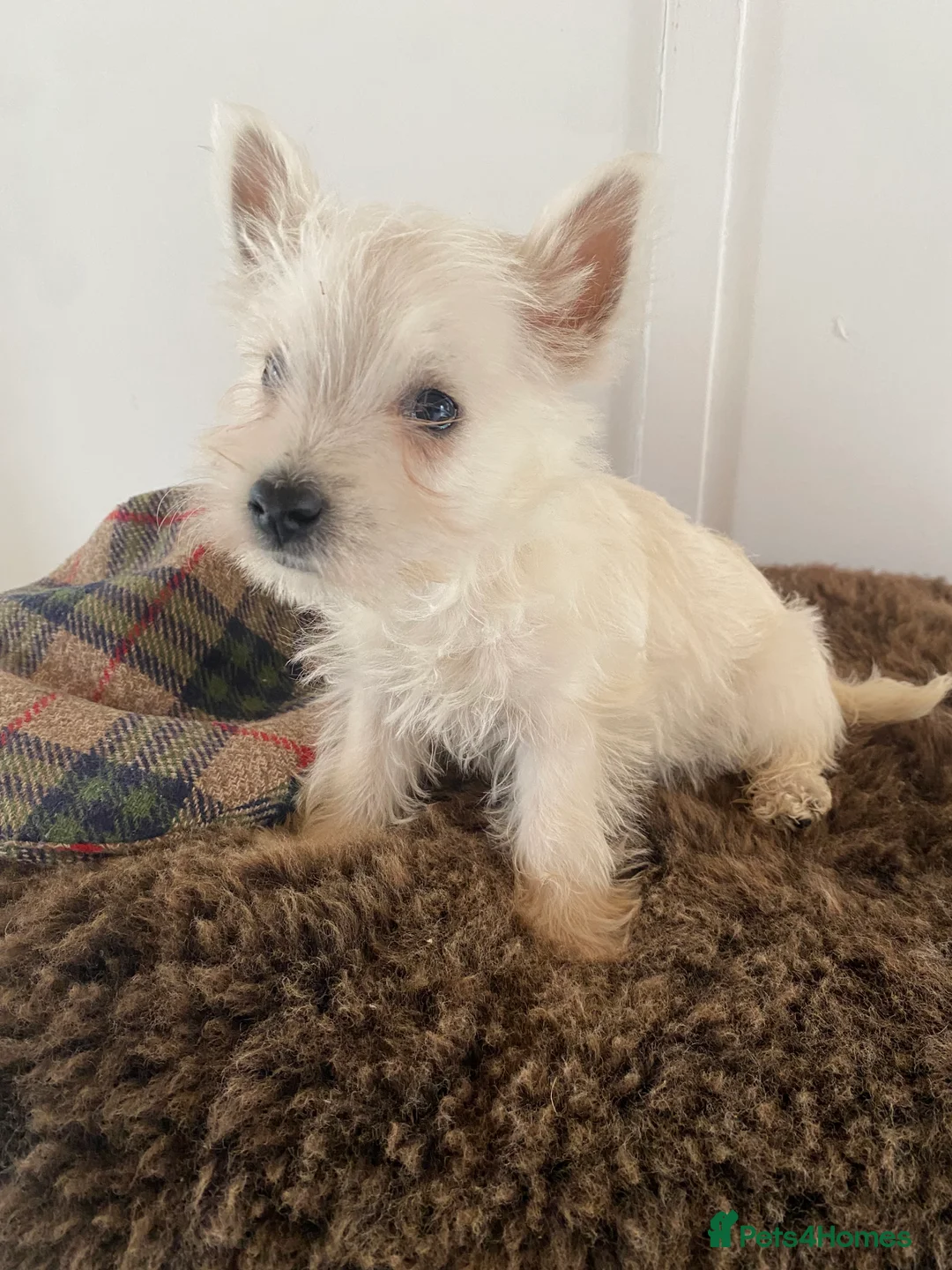 West Highland Terrier dogs for sale: West highland terrier  - Advert 14