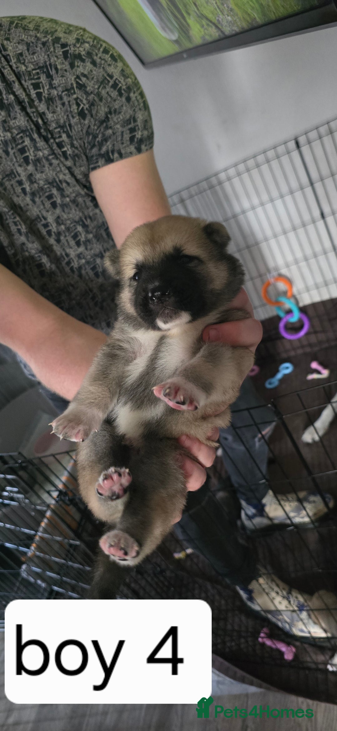Mixed Breed dogs for sale: Northern Inuit cross American akita  - Image 7