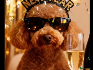 Toy Poodle dogs stud toy poodle, KC reg and DNA tested and clear in Gloucester - Advert 4