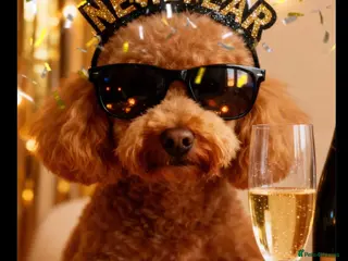 Toy Poodle dogs stud toy poodle, KC reg and DNA tested and clear in Gloucester - Advert 7