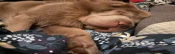Shar Pei dogs for stud: Beautiful Bear Coat Shar Pei for stud🔥🔥🔥 - Advert 4
