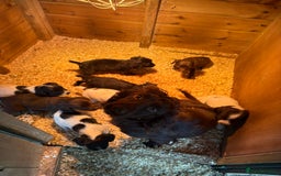 Sprocker dogs for sale: Beautiful Sprocker pups - Image 12