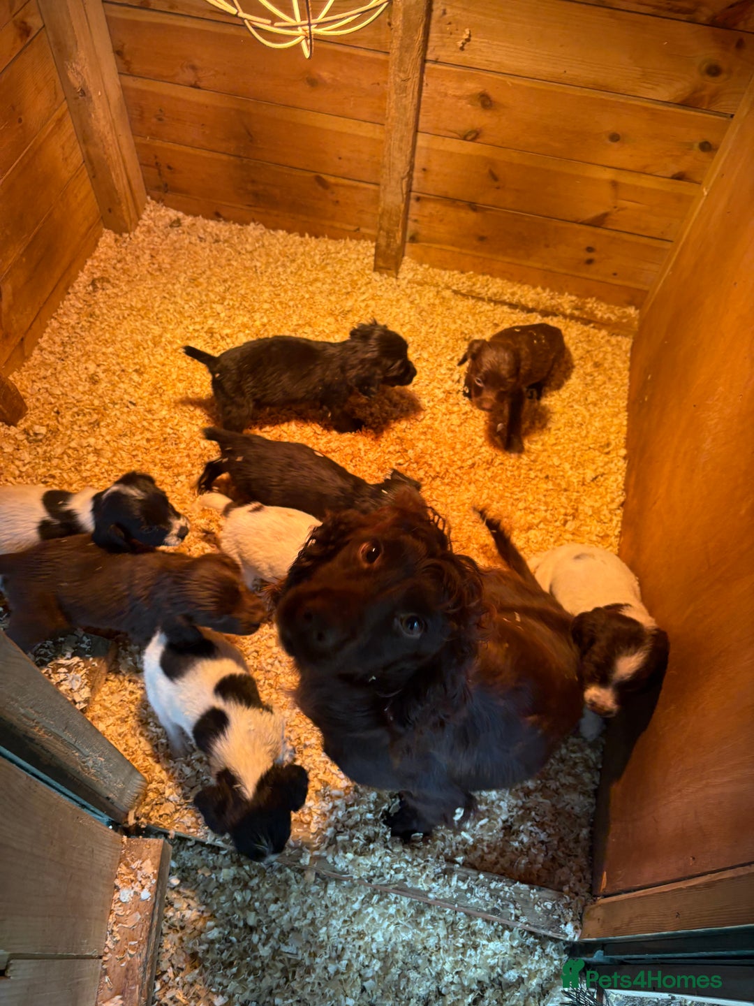 Sprocker dogs for sale: Beautiful Sprocker pups - Image 12