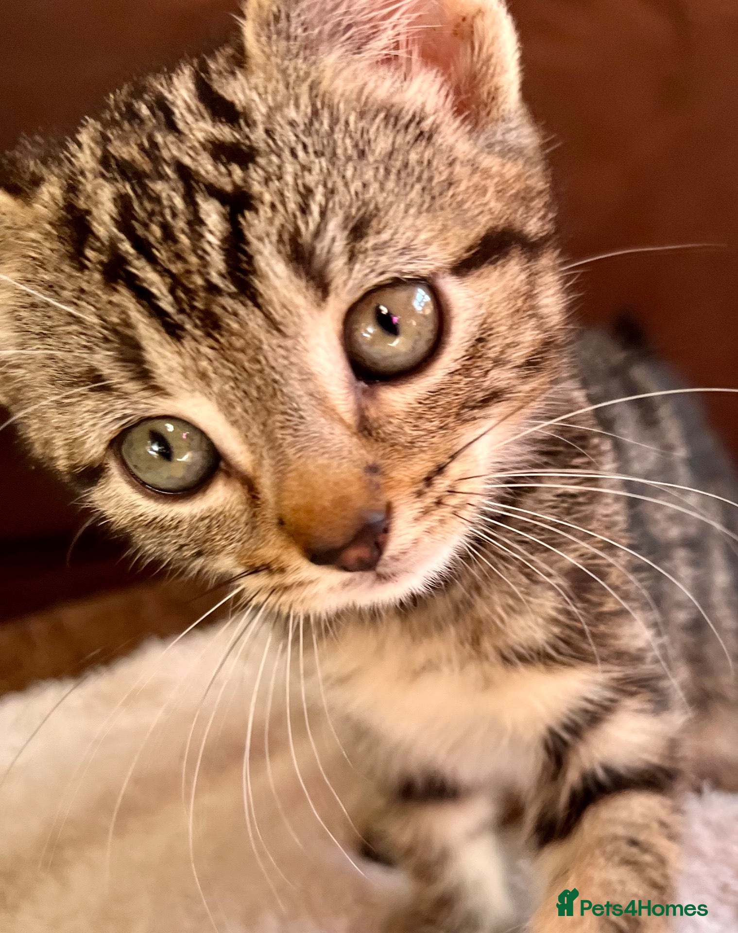 Bengal cats Bengal X With Super Famous References! - Advert 10