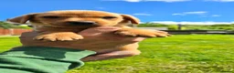 Labrador Retriever dogs for sale: KC Reg Working Fox Red Labrador  - Advert 13