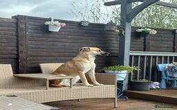 Shepsky dogs for sale: Beautiful Bitch for adoption we don’t want money - Image 20