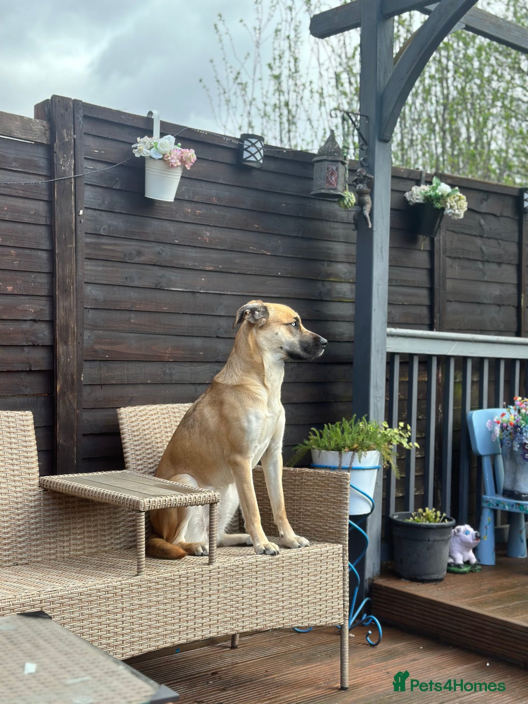 Shepsky dogs for sale: Beautiful Bitch for adoption we don’t want money - Image 20